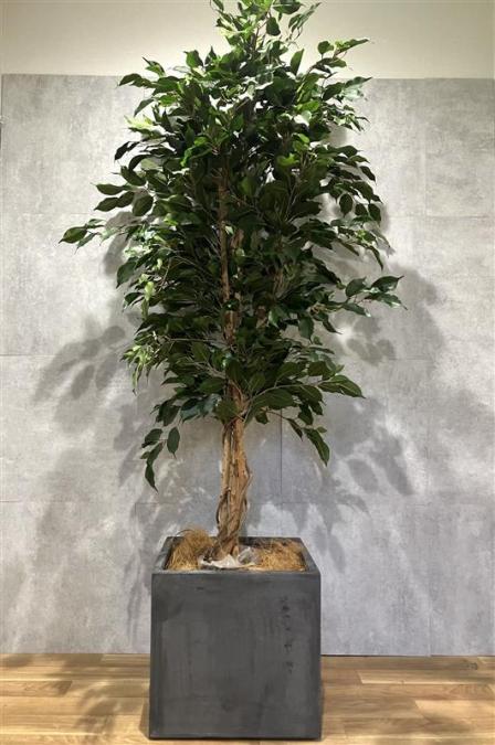 フェイクグリーン【福岡オフィス家具】【福岡中古家具】【中古事務什器】【中古チェア】【中古椅子】
                        その他
                                    中古
            