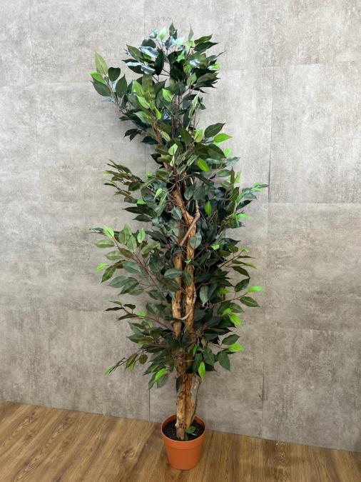 【観葉植物/フェイクグリーン】オフィスバスターズ　中古
                        その他シリーズ
                                    中古
            