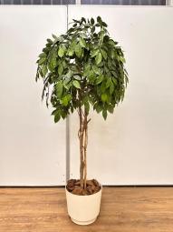 【1台限定】観葉植物　フェイクグリーン　オフィスバスターズ　梅田本店