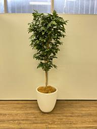【1台限定】観葉植物　フェイクグリーン　オフィスバスターズ　梅田本店