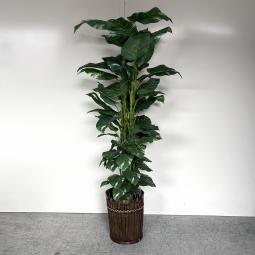 【エントランスやリフレッシュスペースに！オフィスに彩りとリラックス感を演出します！】■観葉植物　フェイクグリーン