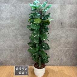 おしゃれな【フェイクグリーン】が値下されました！ ＊良品を格安で！「オフィスバスターズ福岡南店」は、福岡を拠点として、全国へ中古オフィス用品・オフィス家具を提供しております。