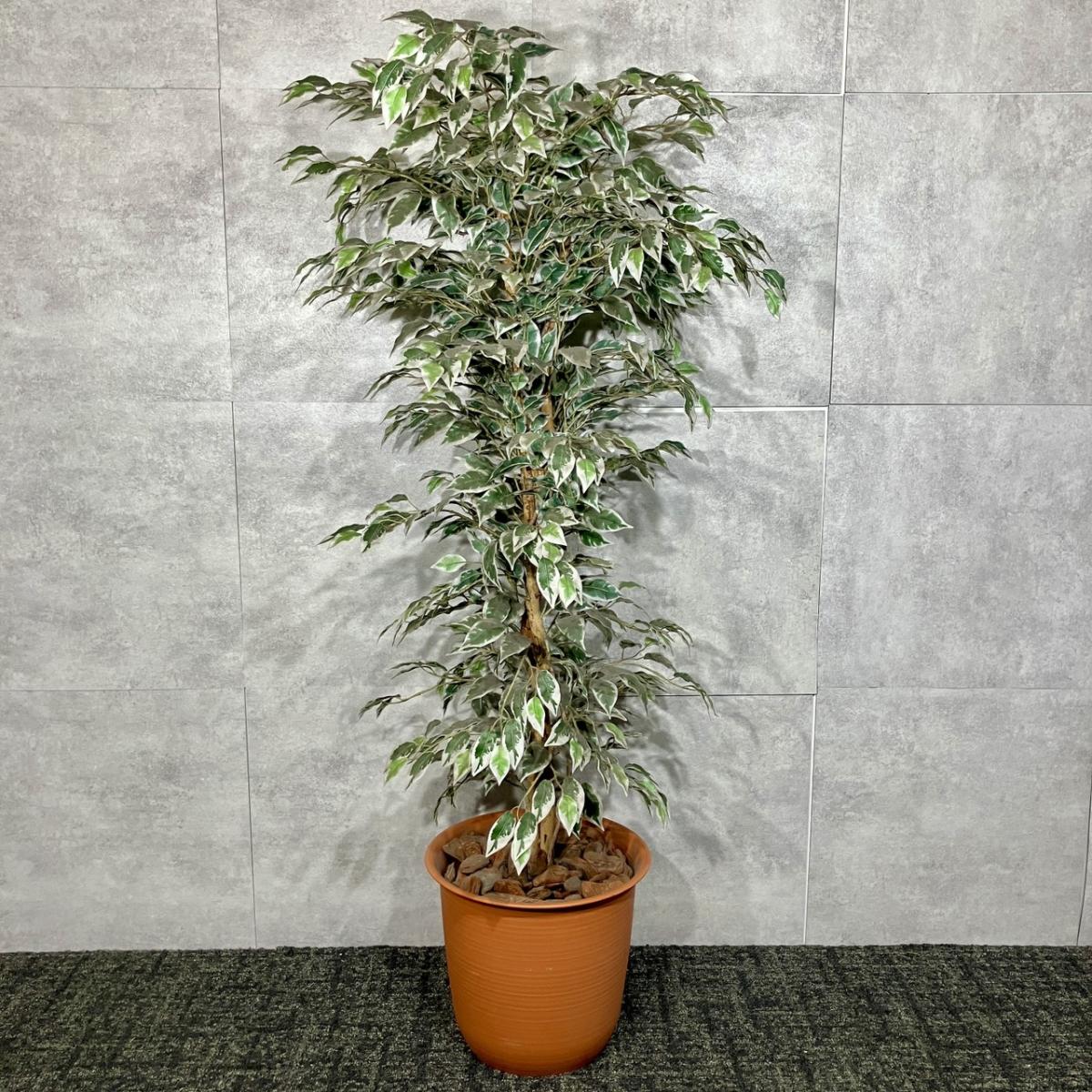 【ベンジャミン・フィカスのフェイクグリーンが入荷！】その他メーカー/フェイクグリーン　ストレス緩和　印象UP　リラックス
                        その他シリーズ
                                    中古
            