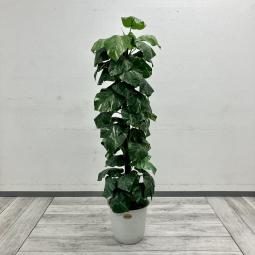 【中古】グリーンのある空間で、もっと心地よく。
オフィスや店舗におすすめです。
#岐阜市 #各務原市 #名古屋市 #観葉植物 #インテリアグリーン