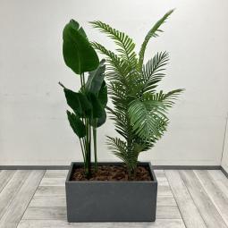 【中古】南国リゾートのような開放感をオフィスに。
人気の大型観葉植物入荷しました。
#岐阜市 #各務原市 #一宮市 #名古屋市 #アレカヤシ #観葉植物