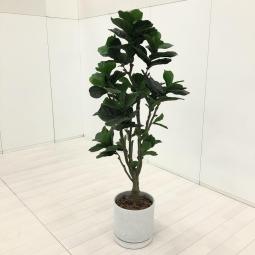 水やり不要。いつでも美しいグリーン空間。【エントランスやリフレッシュスペースに！オフィスに彩りとリラックス感を演出します！】■オカムラ(okamura)製　観葉植物　フェイクグリーン　中丸鉢　■リフレッシュスペース　役員室　エントランス　【弊社使用欄：A01079262】