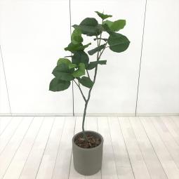 水やり不要。いつでも美しいグリーン空間。【エントランスやリフレッシュスペースに！オフィスに彩りとリラックス感を演出します！】■オカムラ(okamura)製　観葉植物　フェイクグリーン　中丸鉢　■リフレッシュスペース　役員室　エントランス　【弊社使用欄：A01079263】