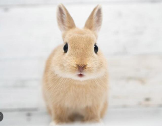 【中古】CXグランデ  オカムラ（okamura） 肘付ハイバックチェア