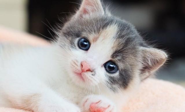 【中古】フォレスⅡ  オカムラ（okamura） 平机