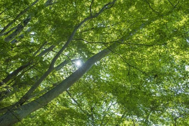 【中古】SX  オカムラ（okamura） 肘無ローバックチェア